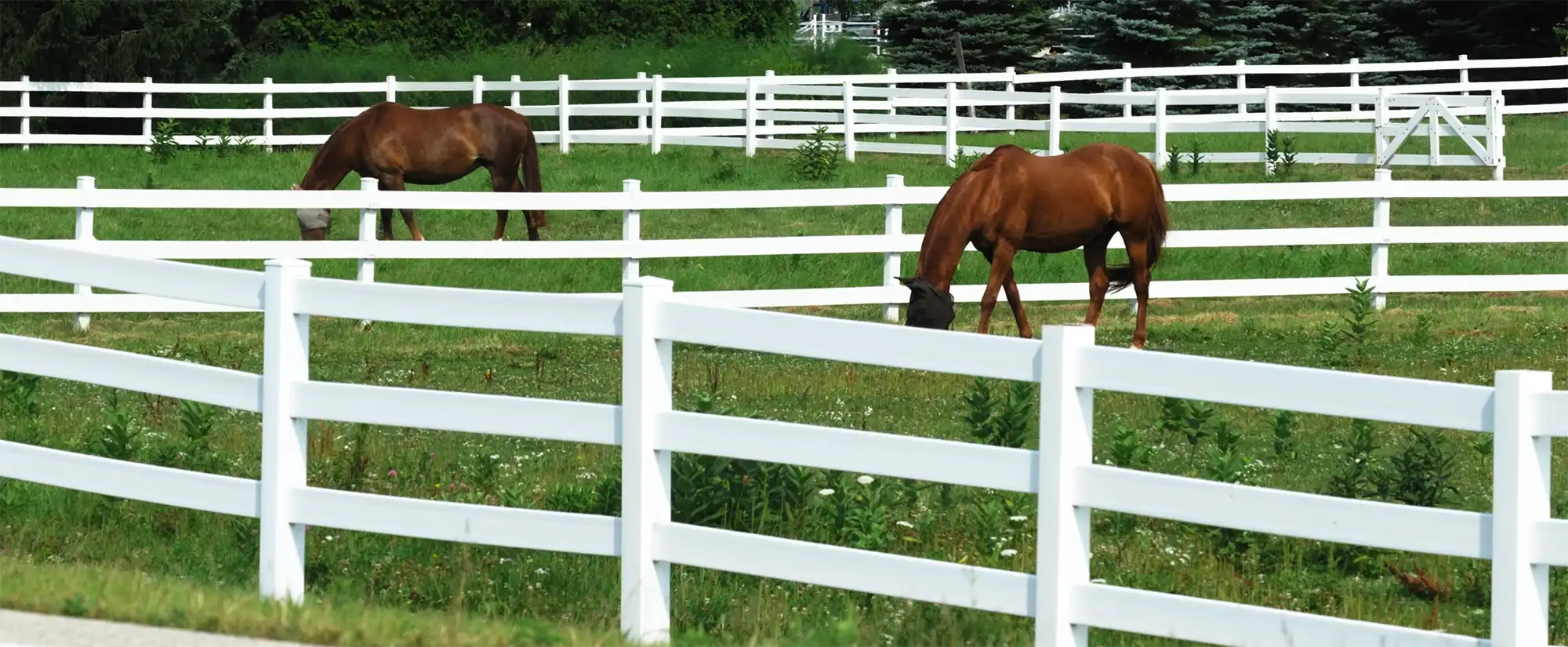 Horse Fencing Contractor in Minnesota