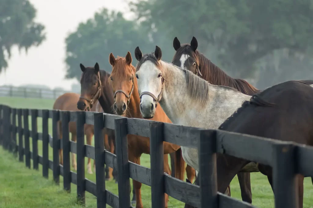 Horse fence